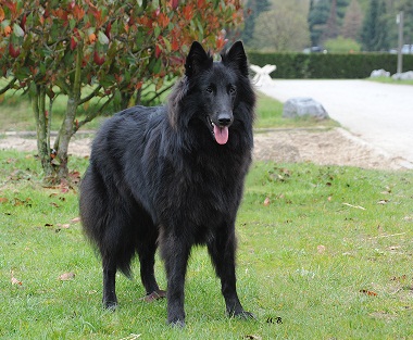 Angelina BSB 15.04.12